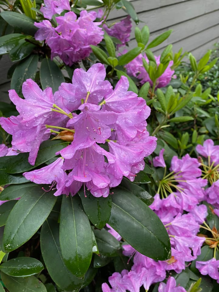 Rhodedendron