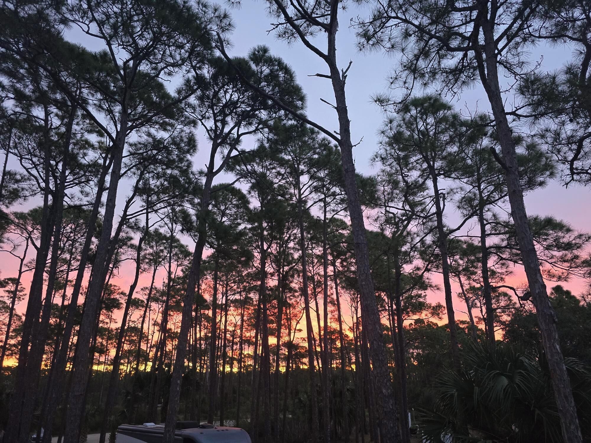 Sunset through the pines on St. George Island
