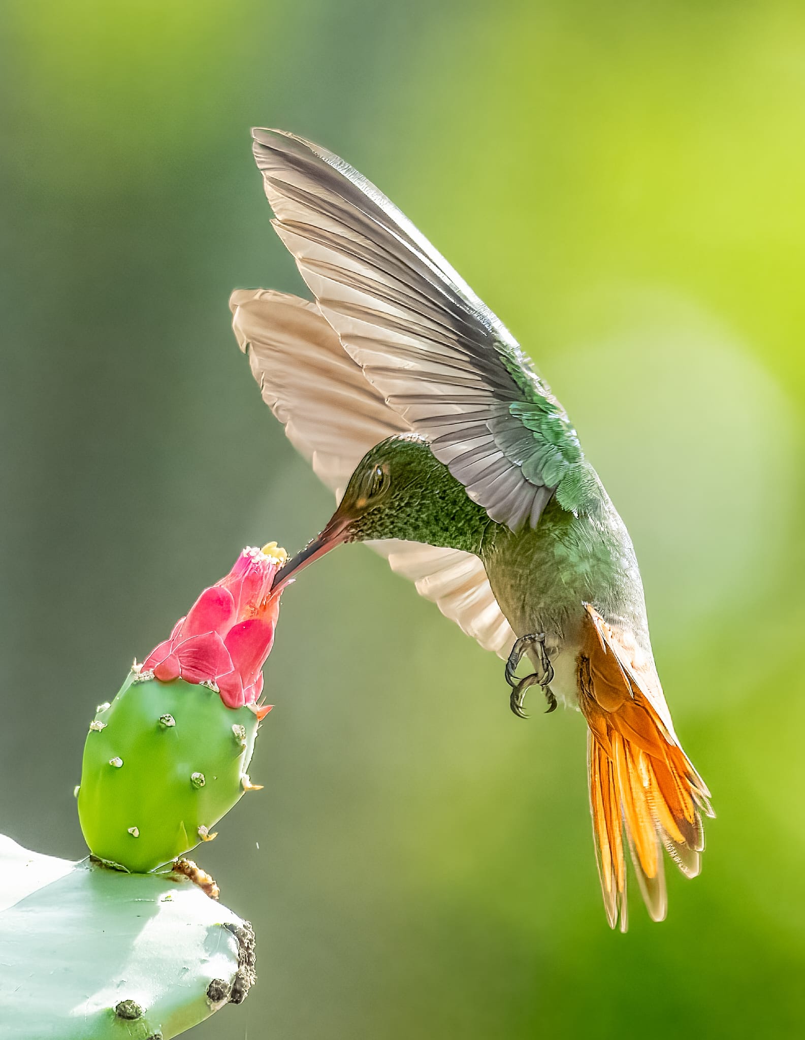 Humming birds at our garden