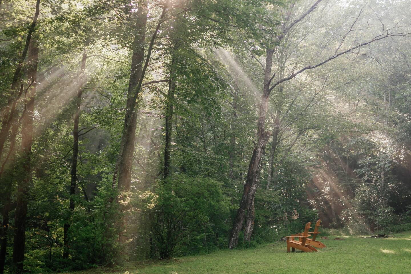 Take in the beautiful forest.