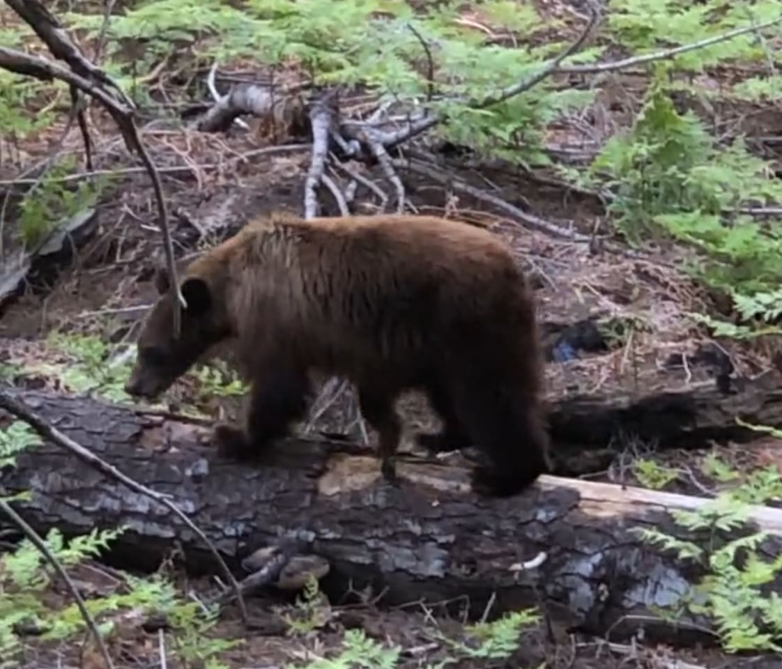 Bear a few minutes from house.  They rarely come near houses except at night.  Can close gates to keep animals out.  Property yard enclosed by 6 ft fence.  Grizzlies virtually never in the area.  Black bears common.