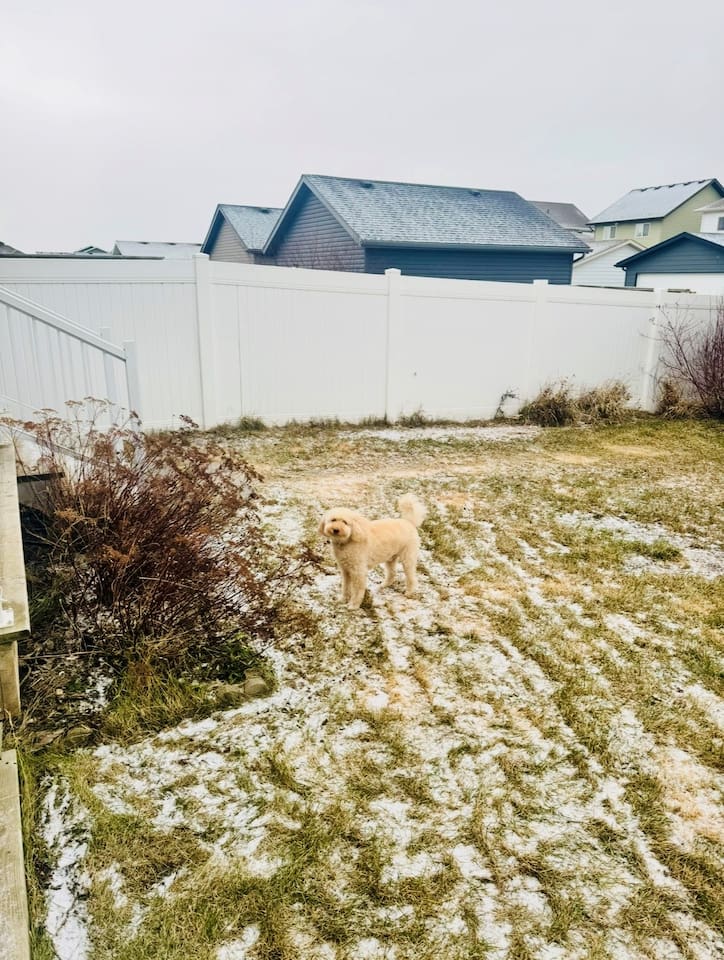 Spacious, fully fenced backyard—great for pets and play year-round.
