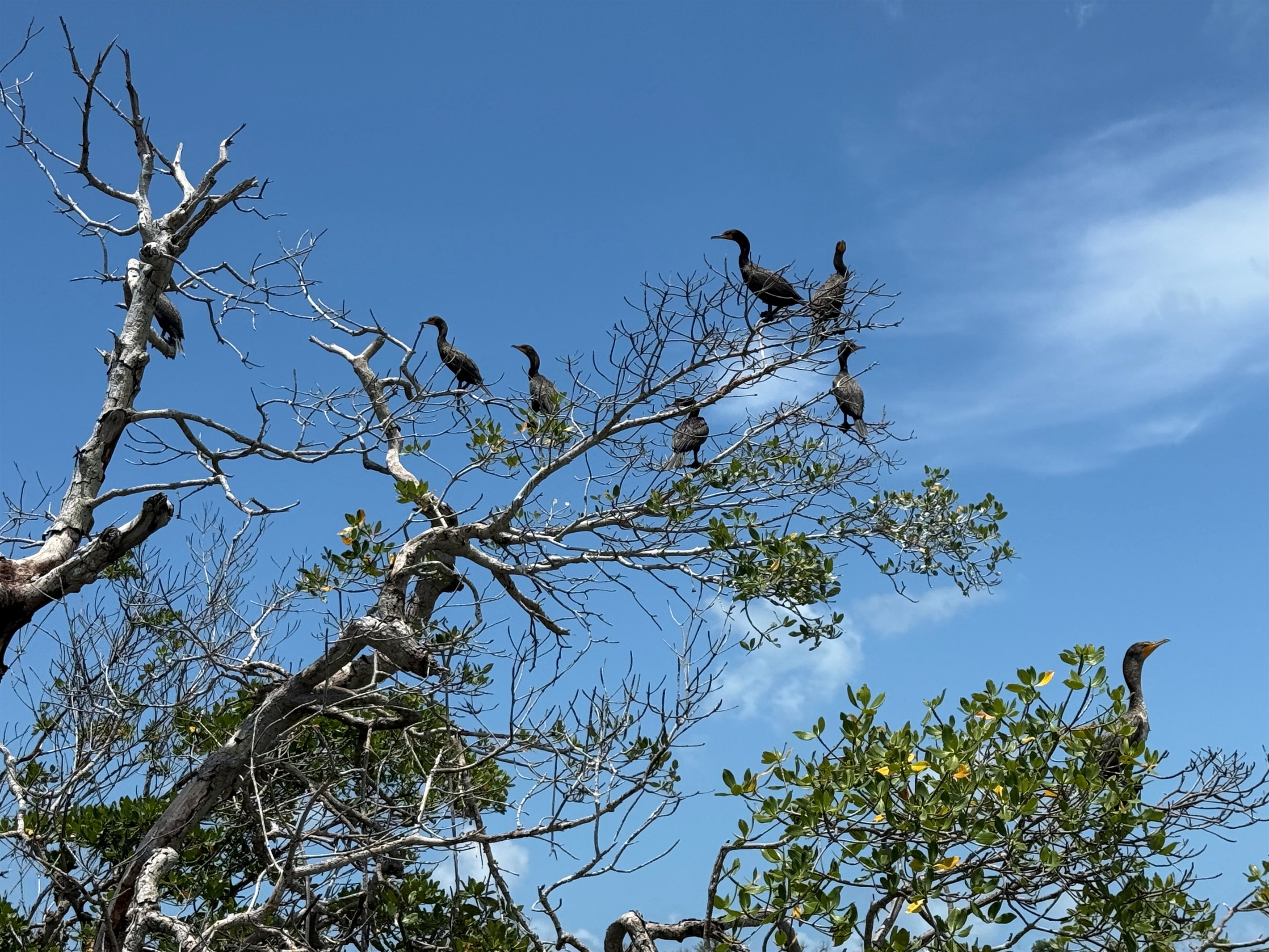 Double-Crested Cormorants hang out in the sound