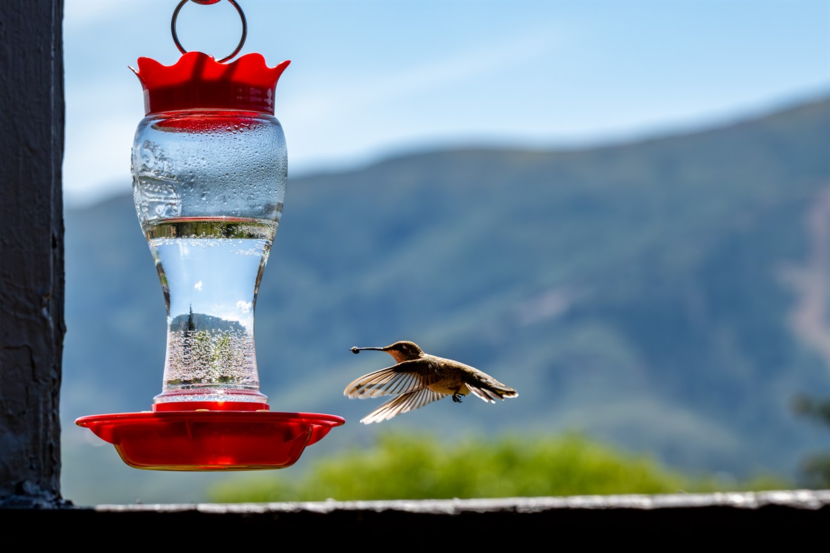 Views and Hummingbird