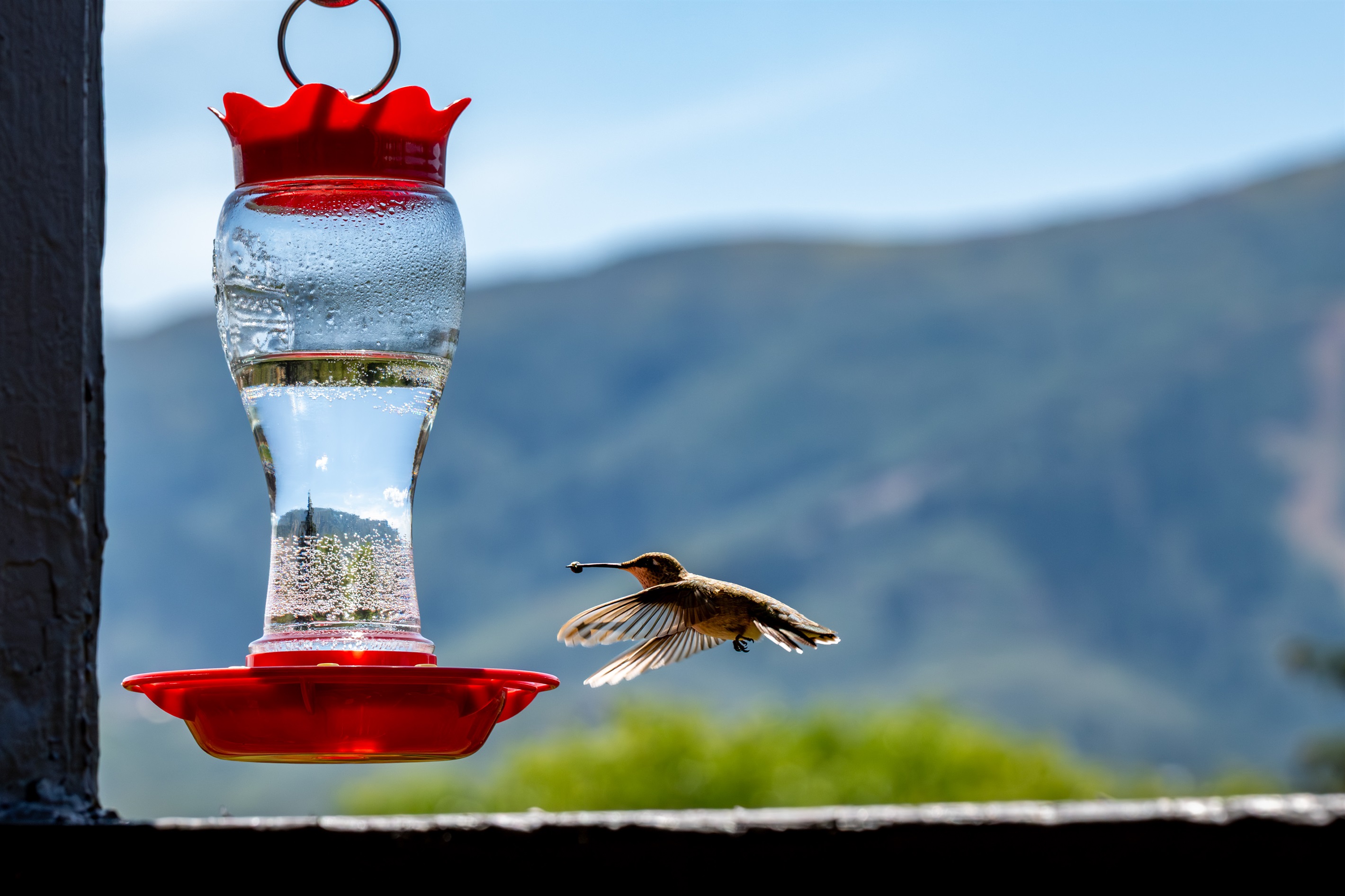 Views and Hummingbird