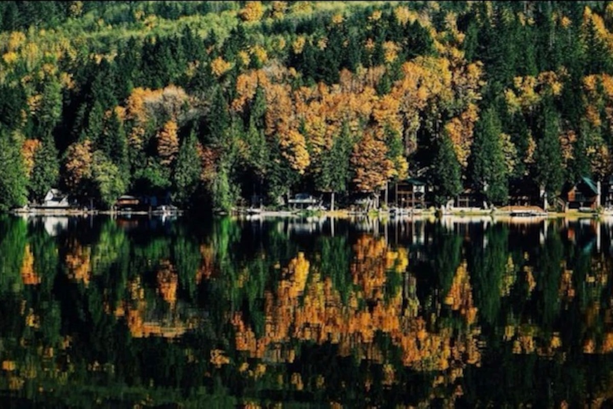 Autumn leaves creating a vibrant forest scene.
