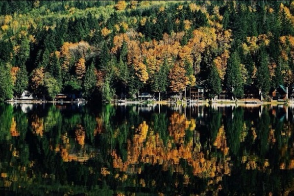 Autumn leaves creating a vibrant forest scene.