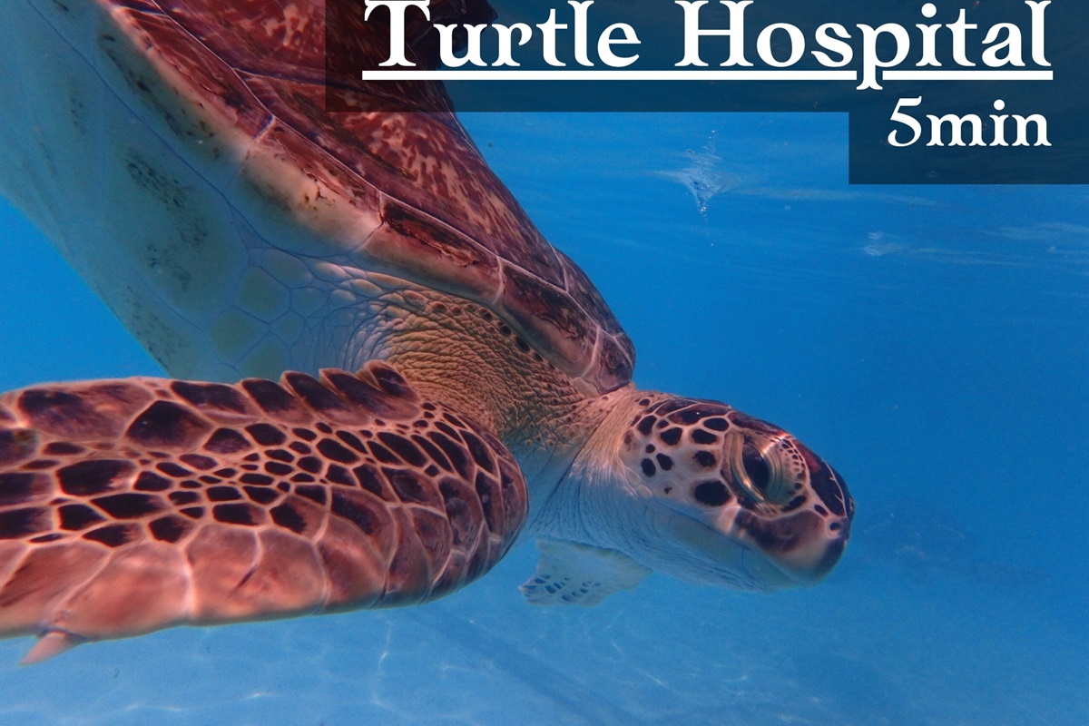 Learn more about these adorable locals at the Turtle Hospital.