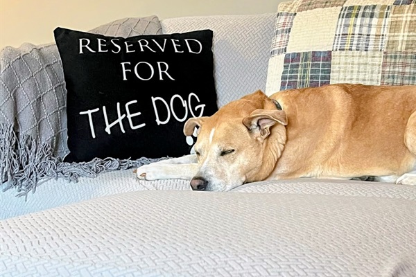 Reserved for the dog