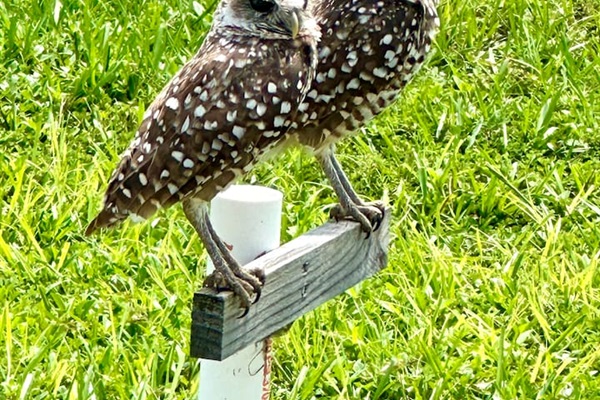 A common site, the burrowing owl, is a protected species in Florida