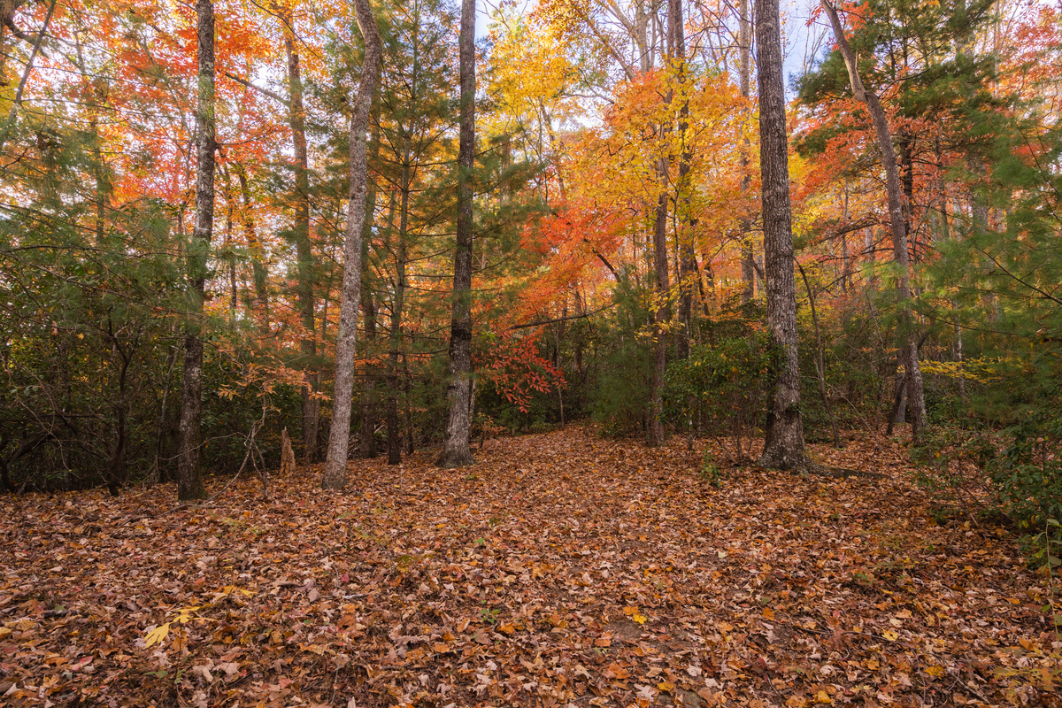 Beautiful fall foliage on our private hiking trails!