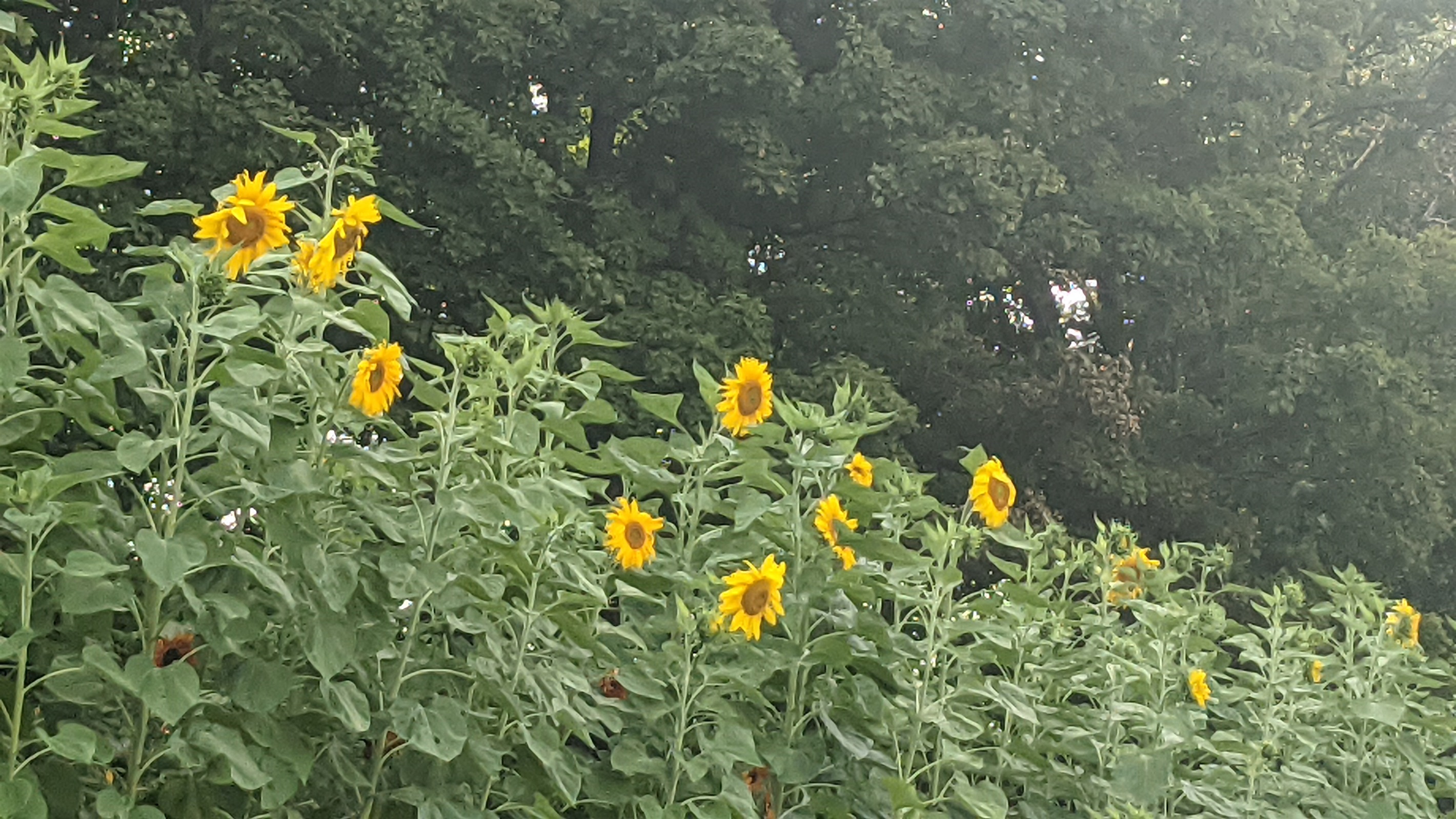 Sunfowers at Big Sky