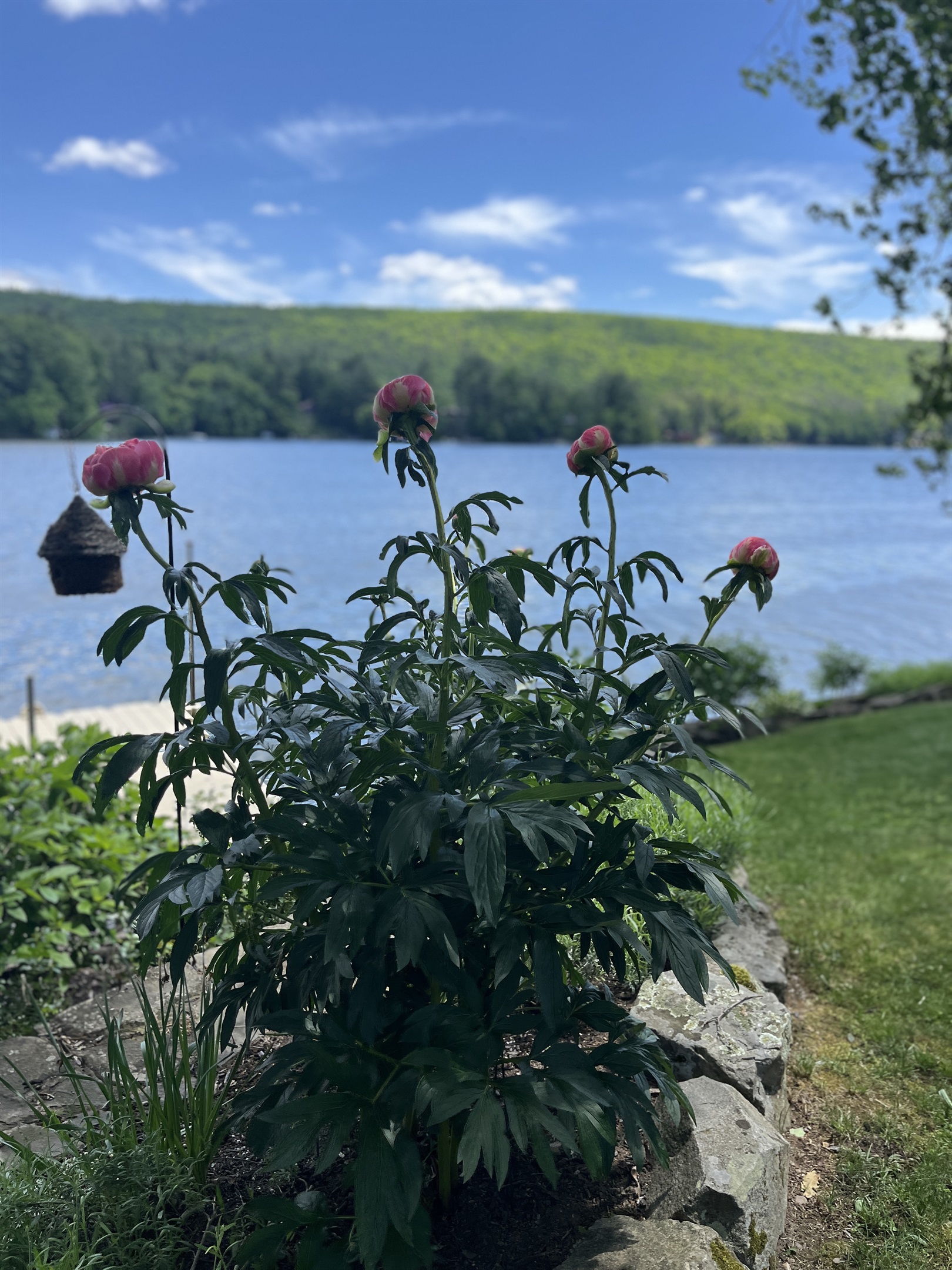 Beautful flowers and gardens all around