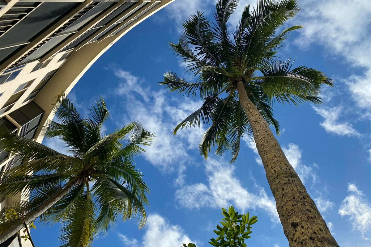 Looking up through the palms. Florida living at its best.