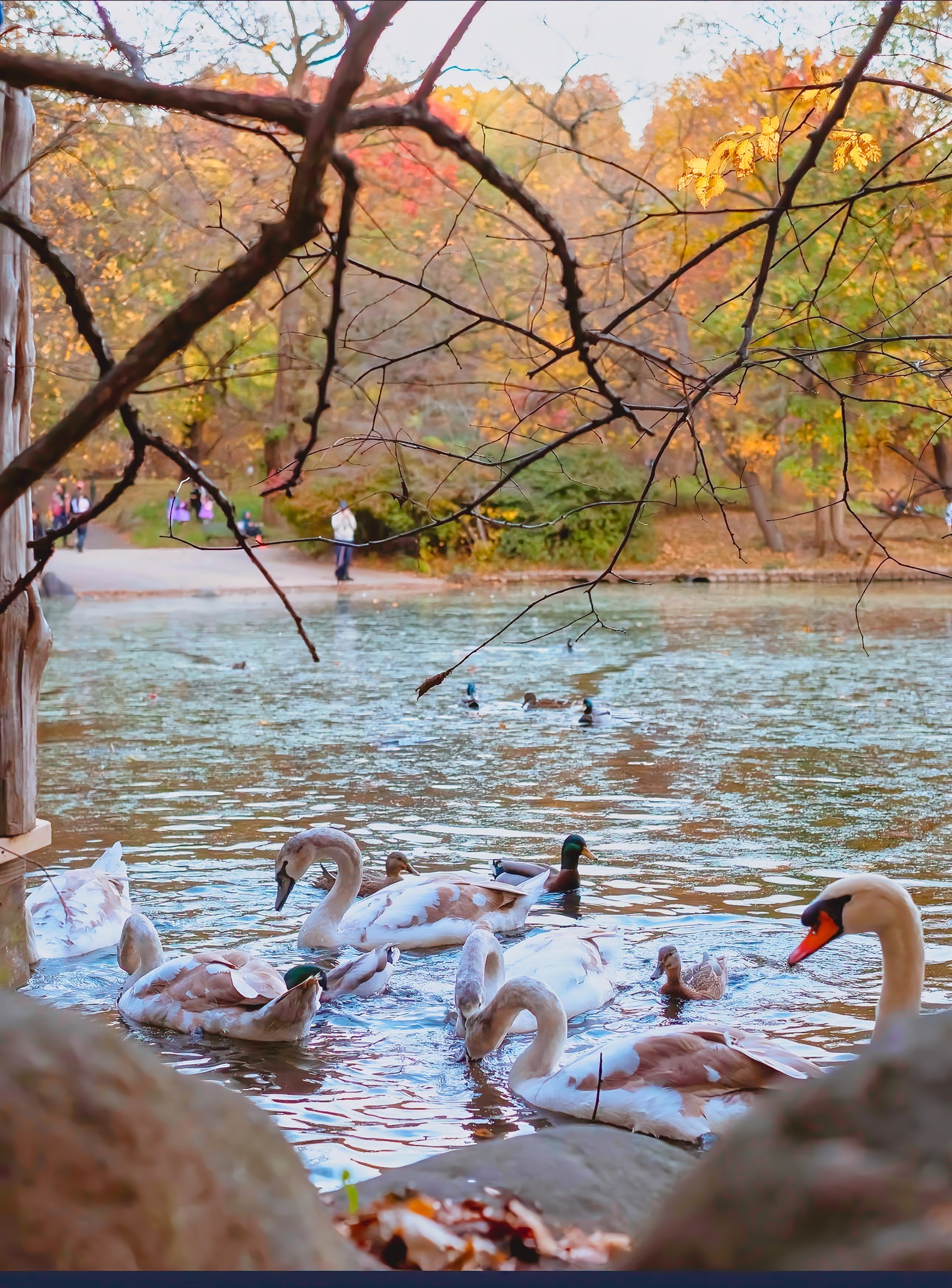 The lake in Prospect Park with the local swans and ducks floating around in the Fall
