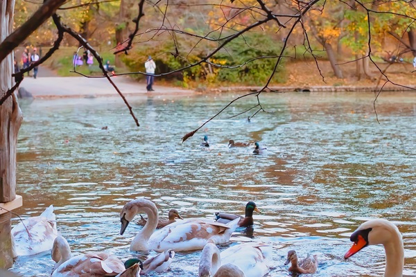 The lake in Prospect Park with the local swans and ducks floating around in the Fall