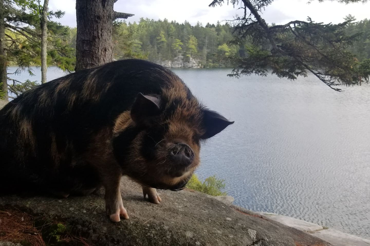 "To dive or not to dive?" Asked Kooney, the guest pig.