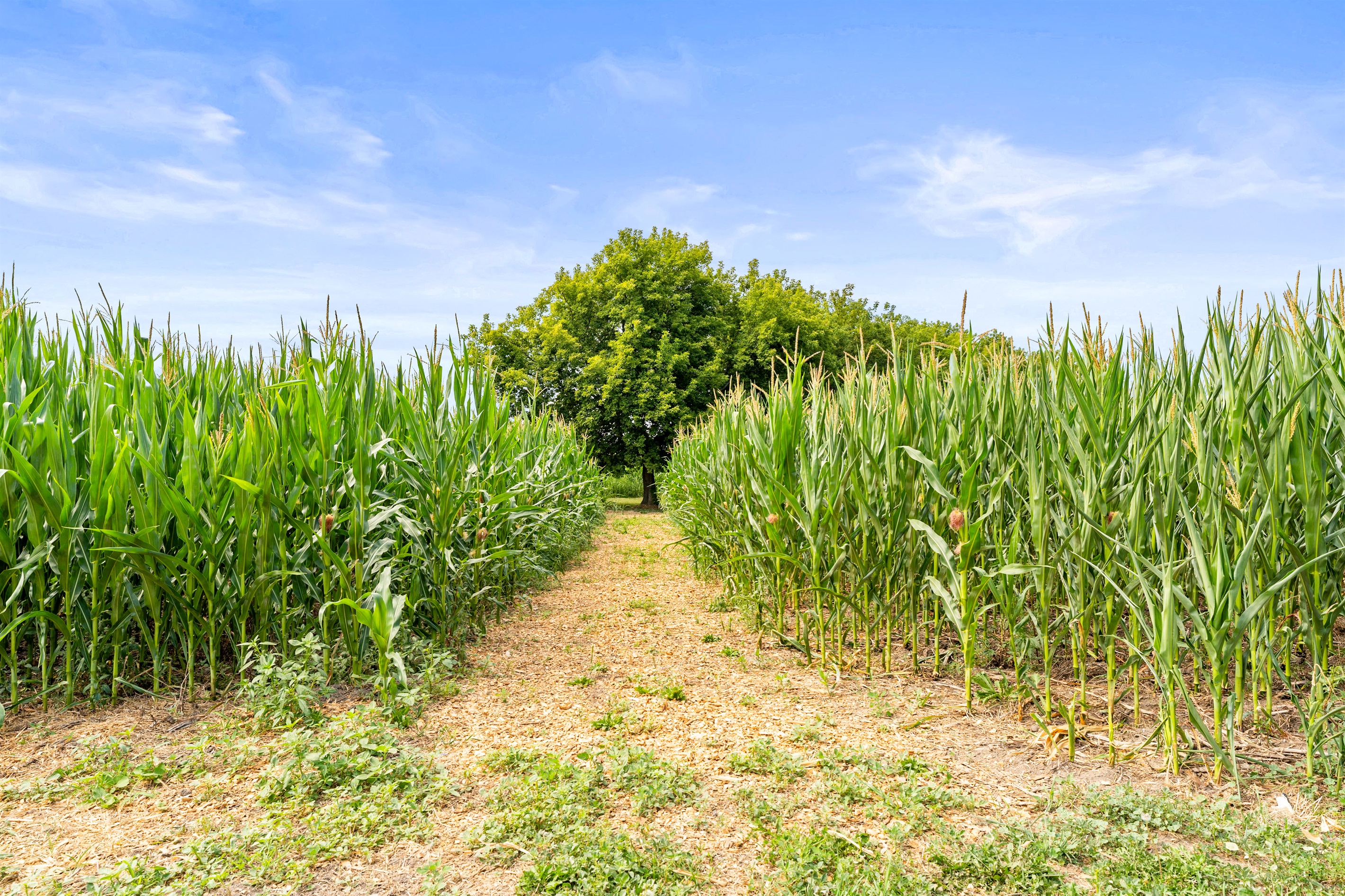 Stroll down a scenic farm path surrounded by lush cornfields leading to a shady Grove with fire pit, picnic tables and hammocks. 