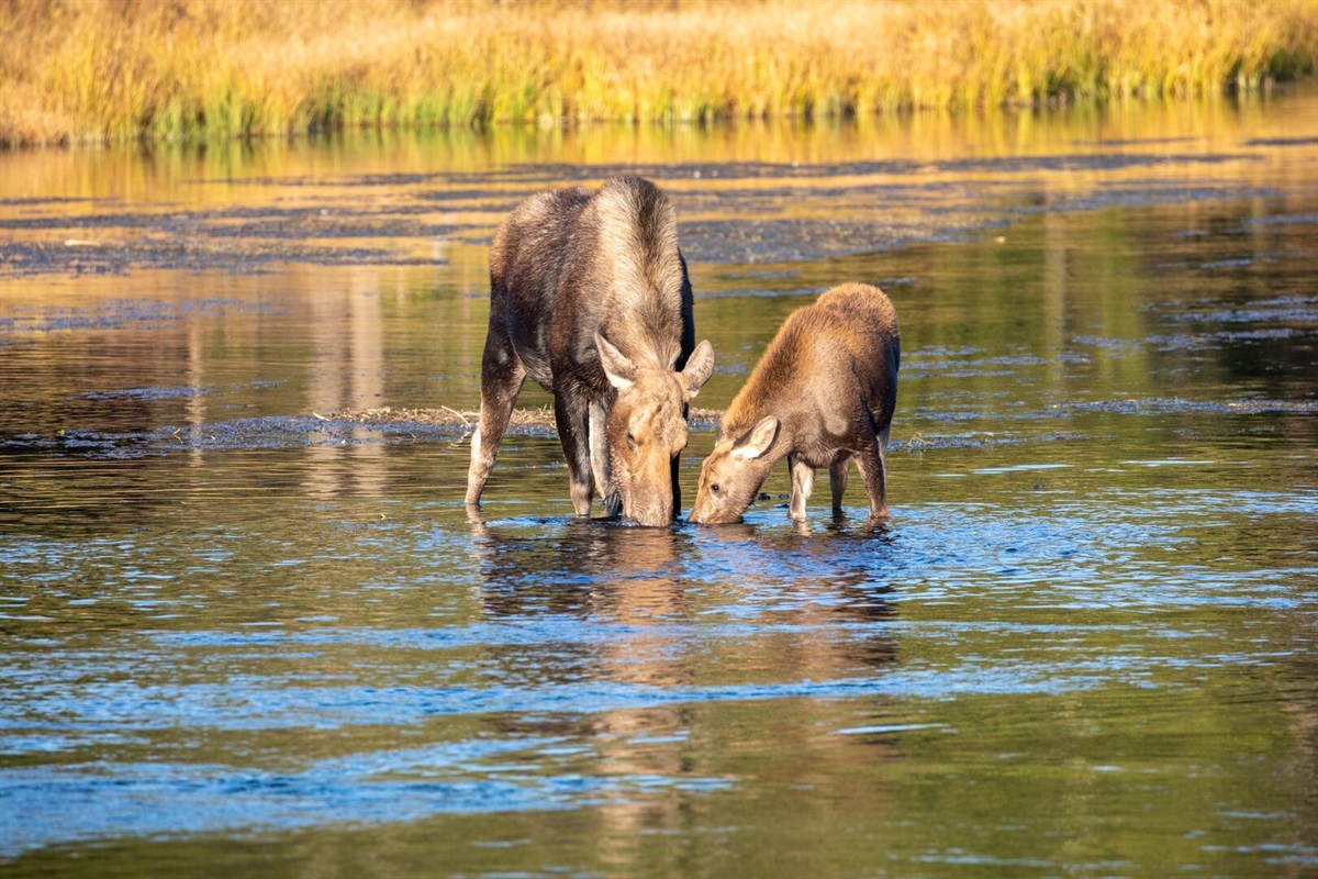 West Yellowstone nature
