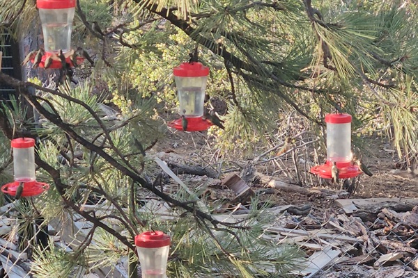 We keep the hummingbird feeders full, we have many birds that come and best here on the property.  You will see, black chinned, Broad-tailed and Rufous hummingbirds.  We have also spotted Anna's and Calliope passing through.