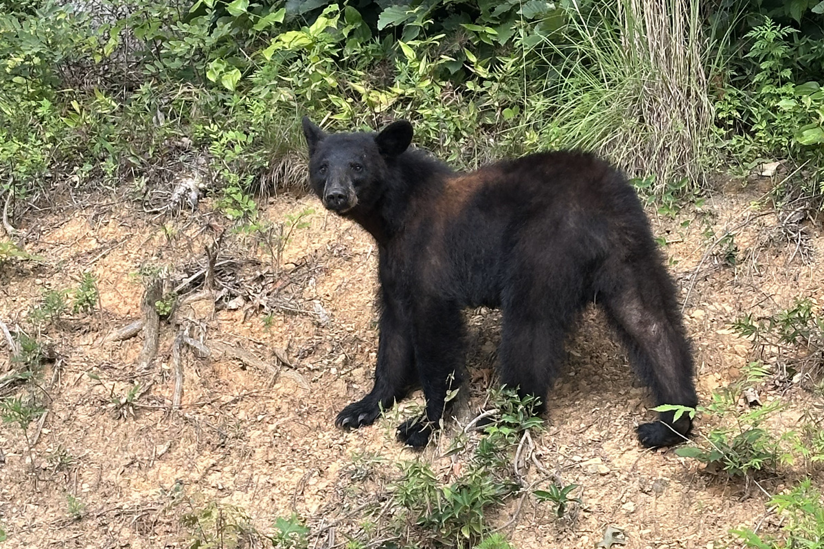 Keep all garbage in the cage or the cabin because we have clever bears!
