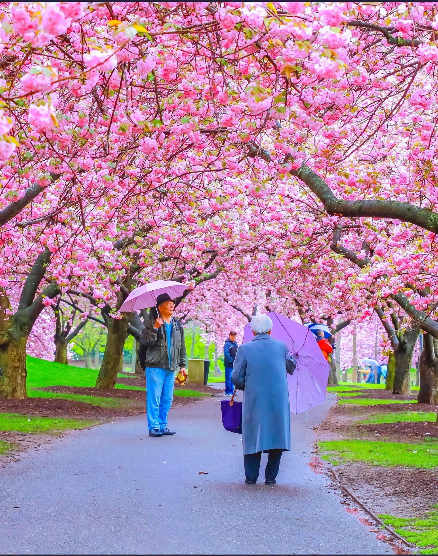 Spring Cherry Blossom ceremony in Brooklyn Botanic Garden. Very popular time in Brooklyn, and it's only a few blocks away.