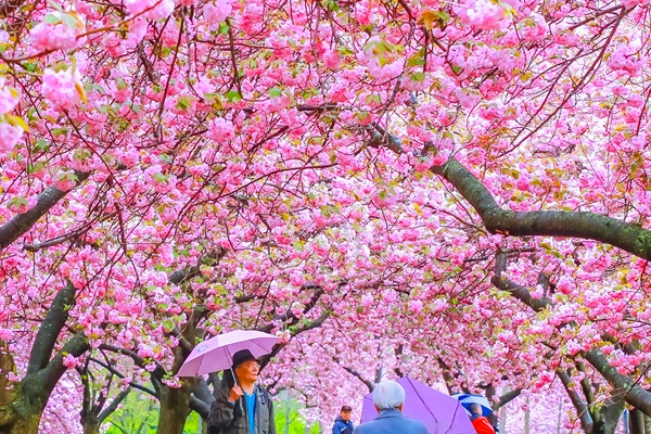 Spring Cherry Blossom ceremony in Brooklyn Botanic Garden. Very popular time in Brooklyn, and it's only a few blocks away.