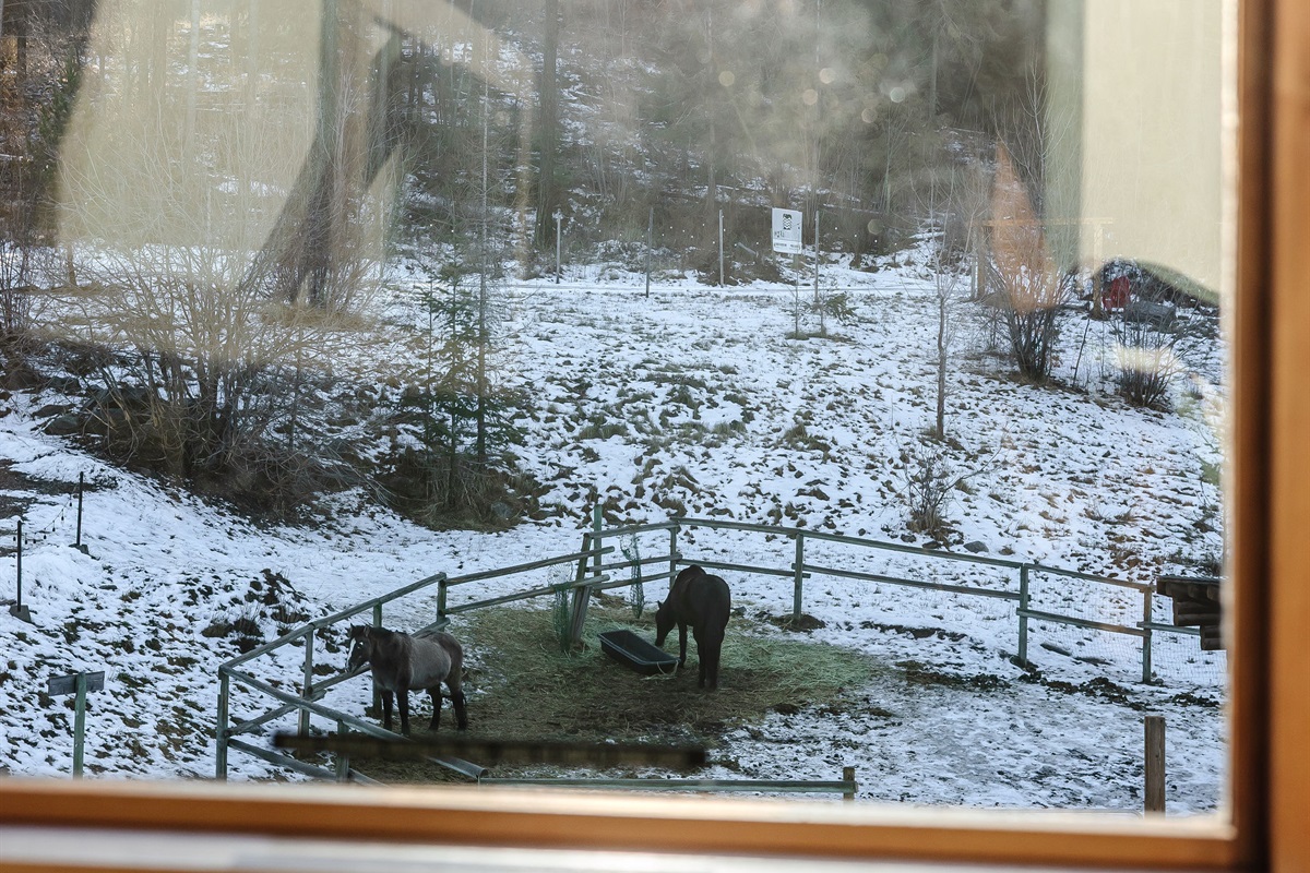 view from kitchen window. Say hi Sassy and Cookie!