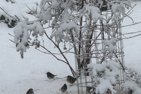 Winter birds feeding in Bird Garden.