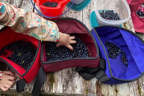 Berry picking is hard to beat in Juneau. Blueberries, Red and Blue Huckleberries, Salmon Berries, Cranberries, and many other foraging treats are just a short walk away. Berry baskets and directions to some great spots are provided upon request. 