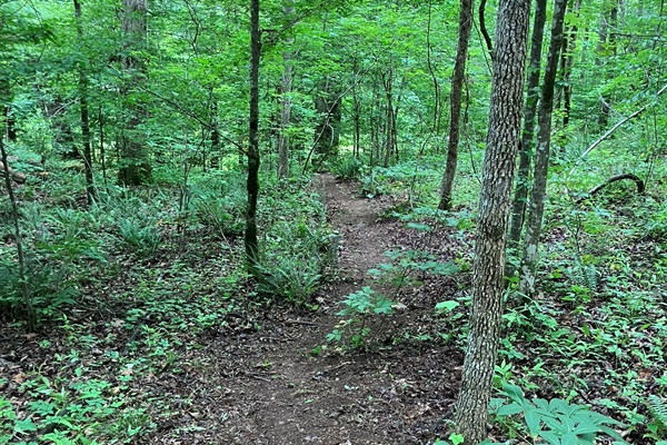 Trail