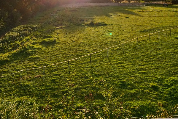 You'll see foxes and deer crossing the paddocks in the evening, night and early mornings. Rabbits and hares all through the day.