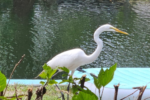 We usually have plenty of wildlife right in the backyard and out along the river!