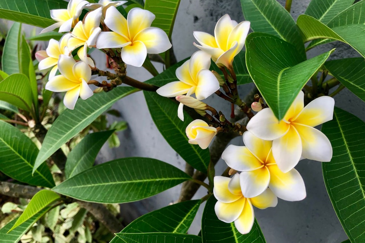 A touch of Bali's beauty in every bloom.