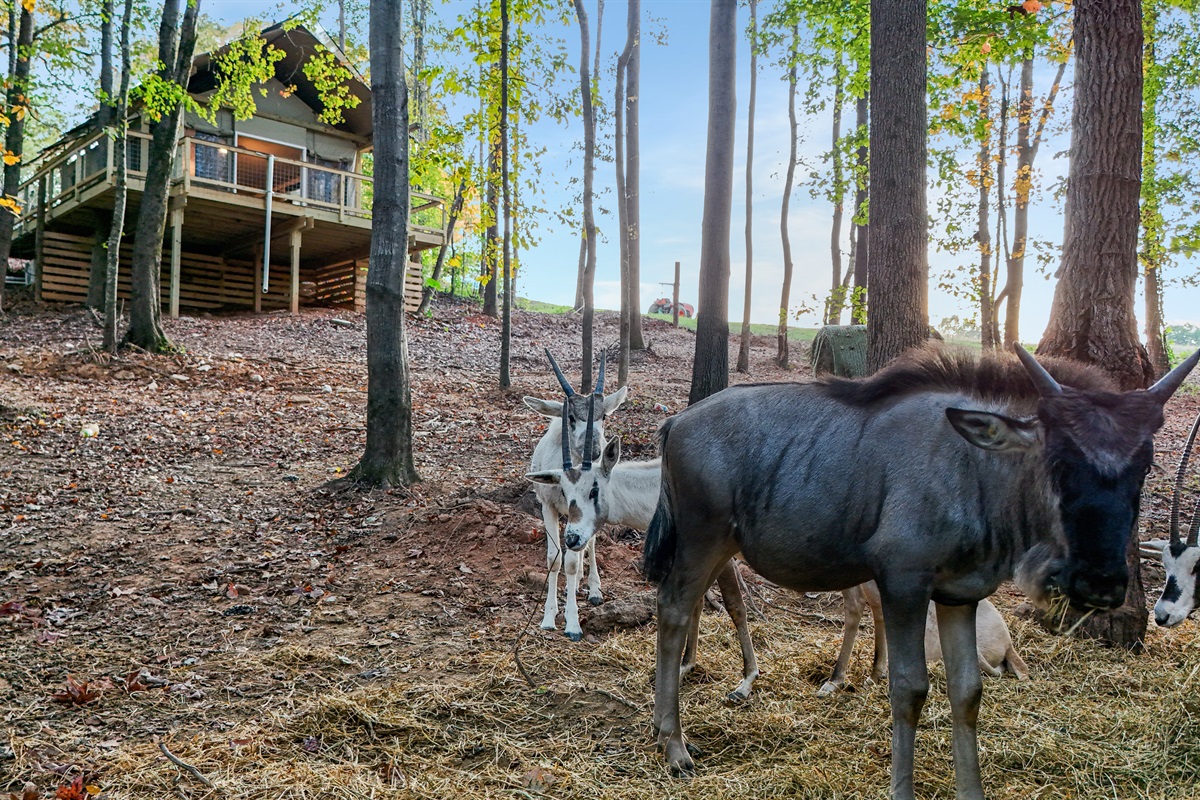 Wildlife Retreat: Enjoy delightful encounters with friendly animals amid serene woodland views!