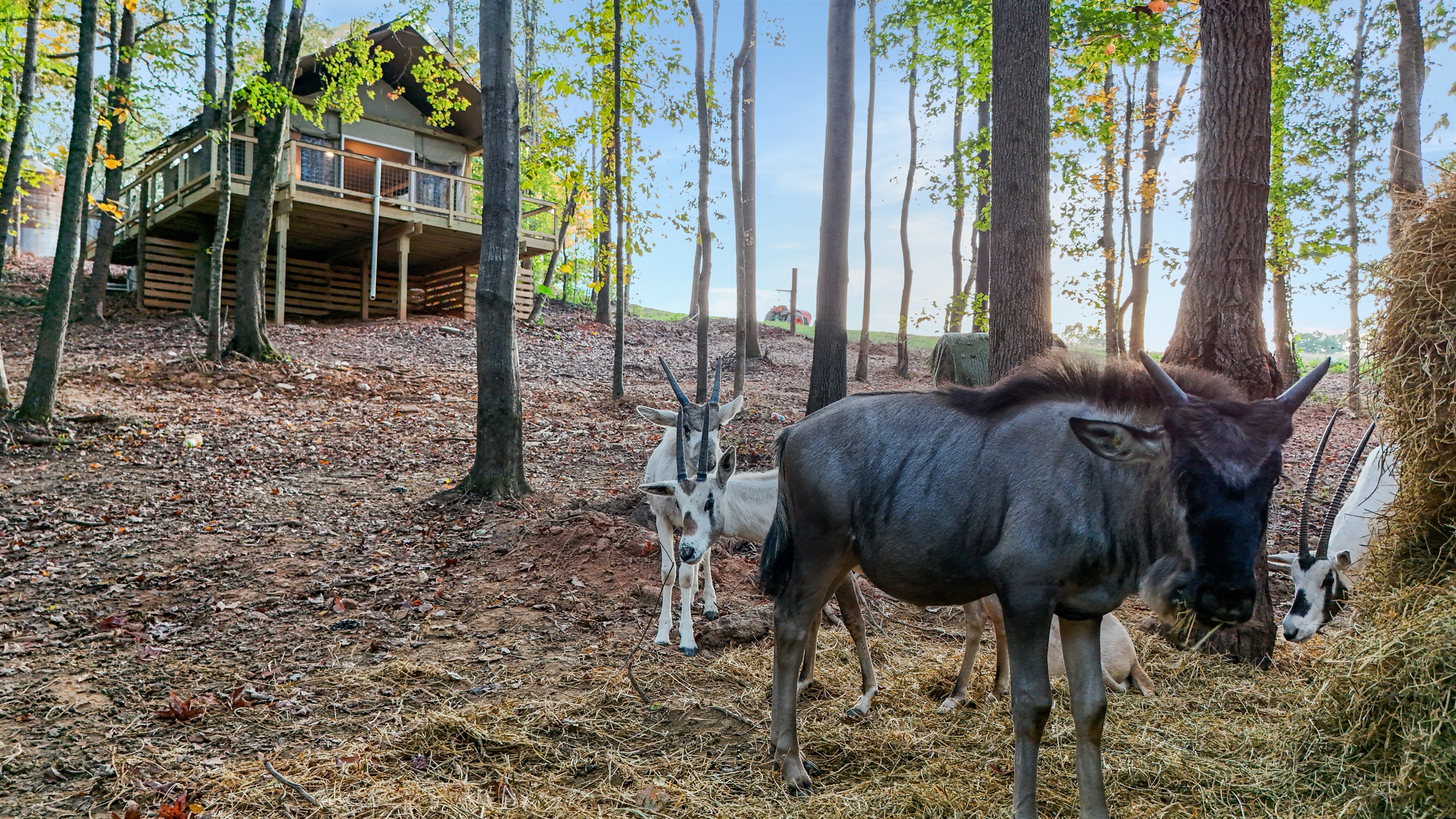 Wildlife Retreat: Enjoy delightful encounters with friendly animals amid serene woodland views!
