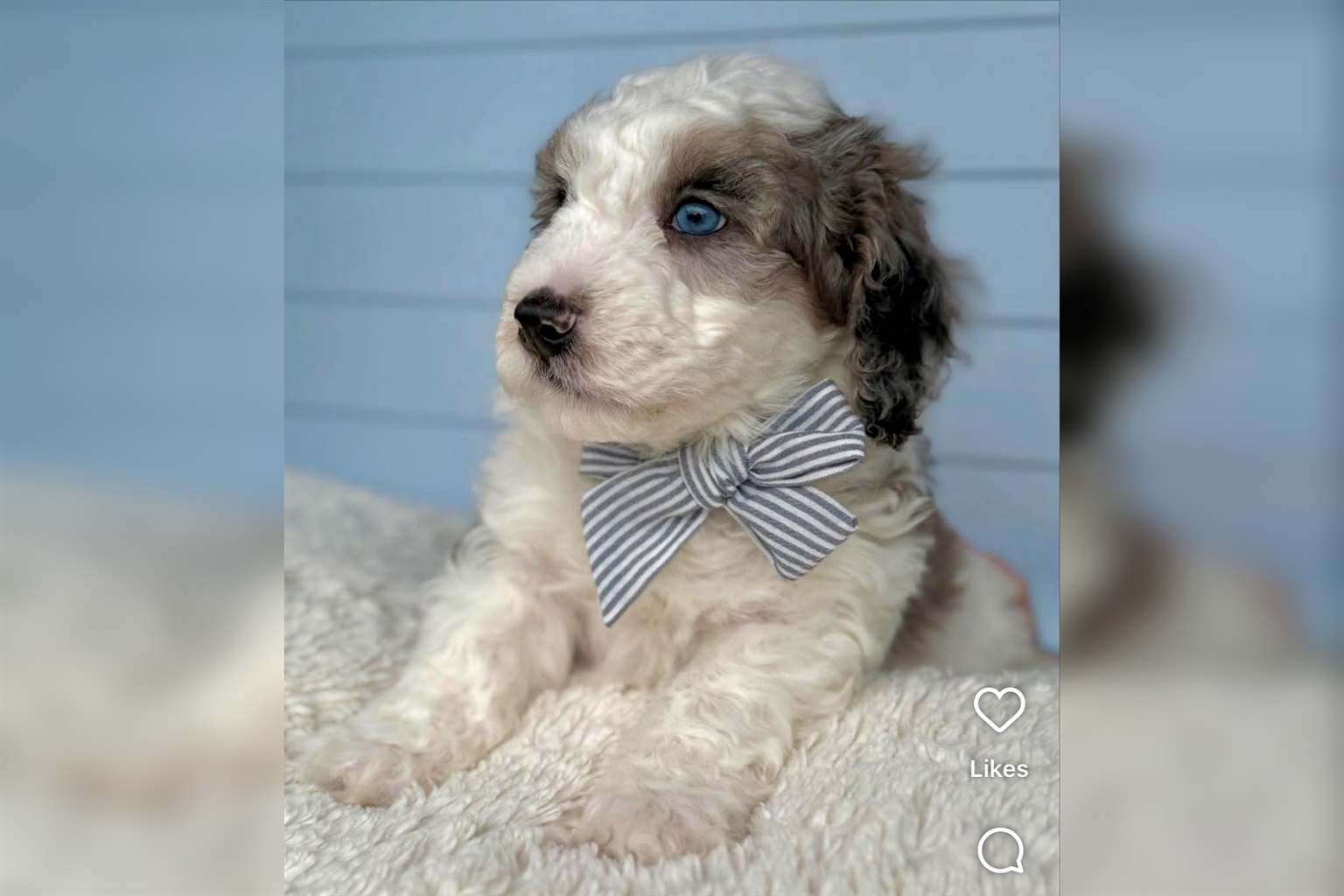 We welcome up to 2 fully potty-trained dogs that are at least 1 year old.