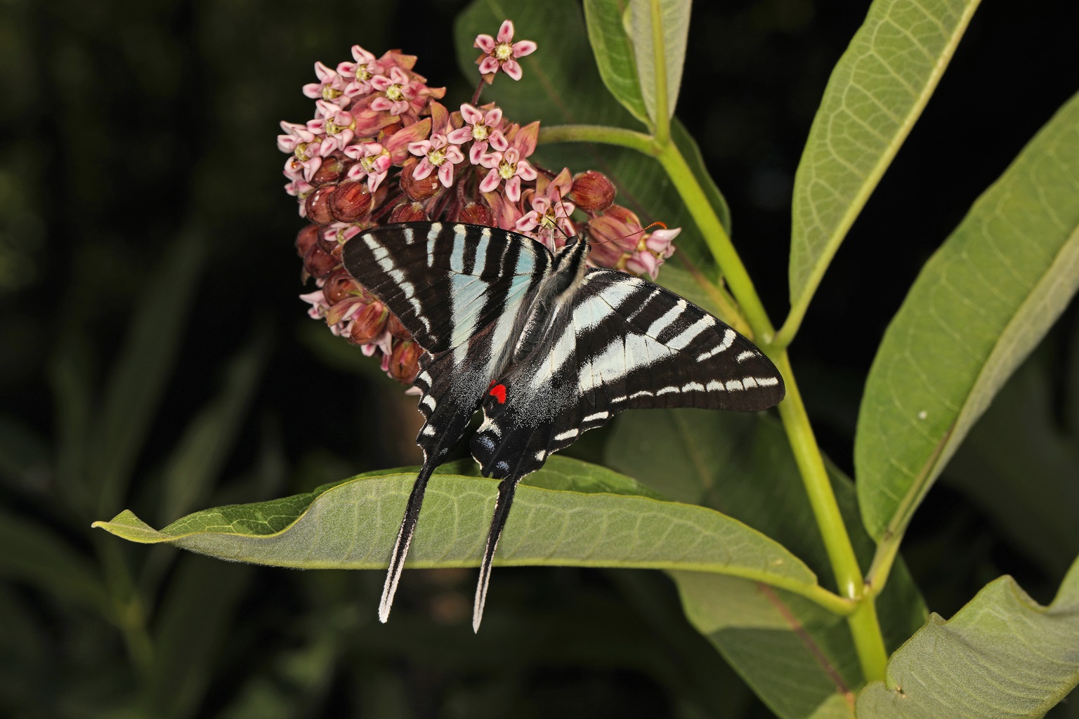 Zebra Swallowtail