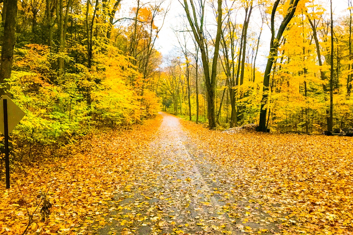 Start and end your day this fall with a peaceful half mile stroll down our tree lined road to the beach.
