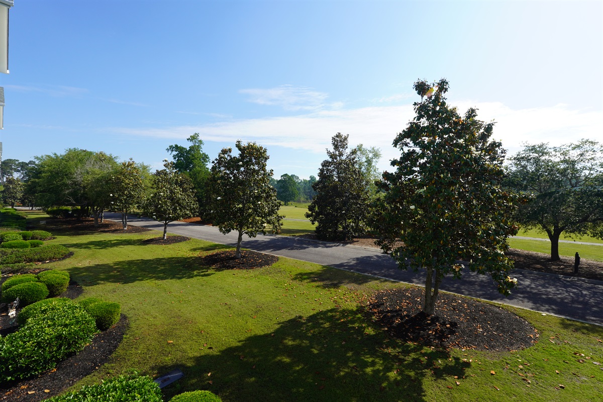 Nature View from Balcony