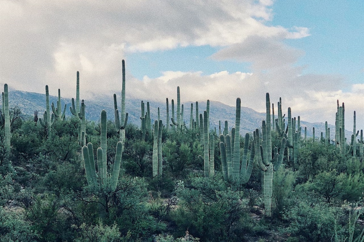 Holy saguaros Batman! Class SouthWest desert surrounds us in the Valley of the Sun.