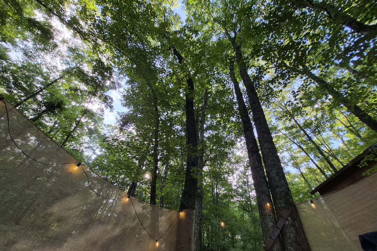 Forest canopy view while lounging in the Hot Tub