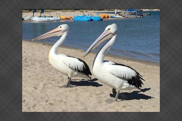 Pelican Feeding just a few hundred metres from the home.