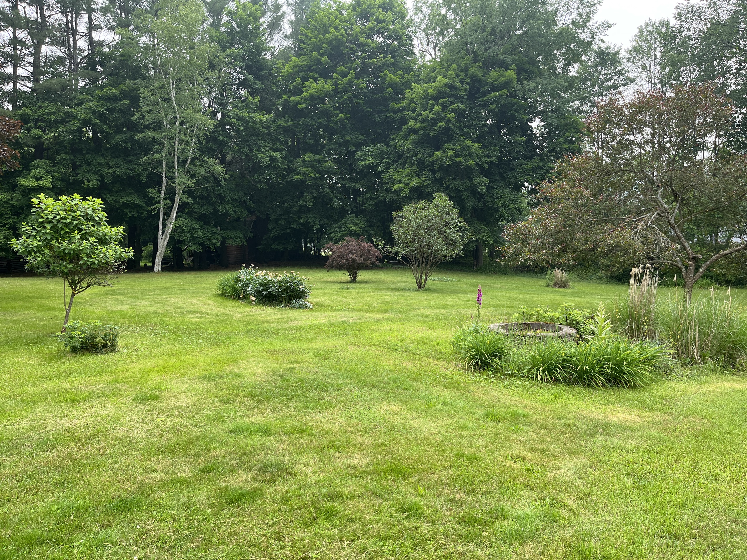 Back yard