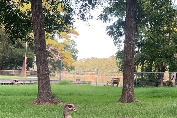 Egyptian Geese come to visit occasionally!