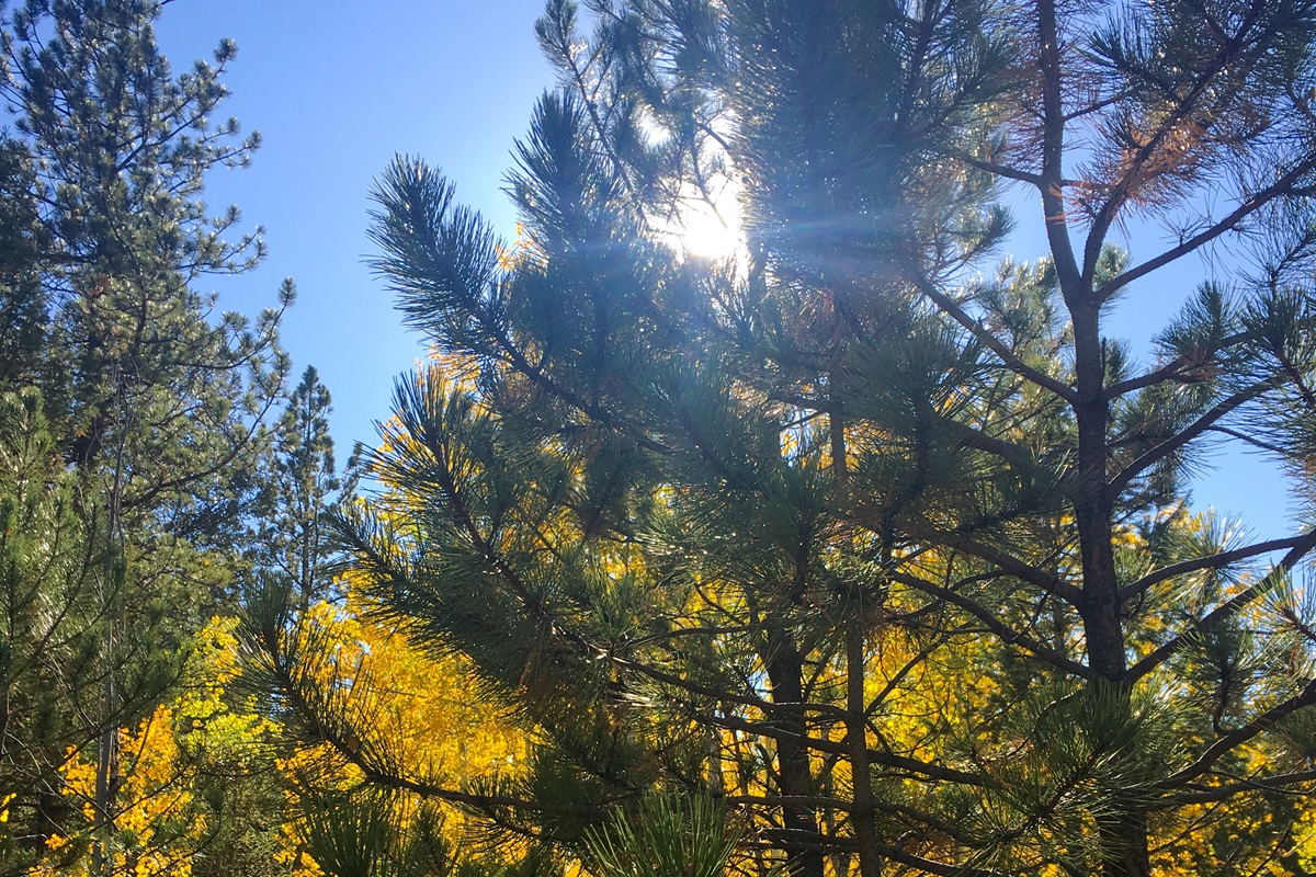 Enjoy the forest setting