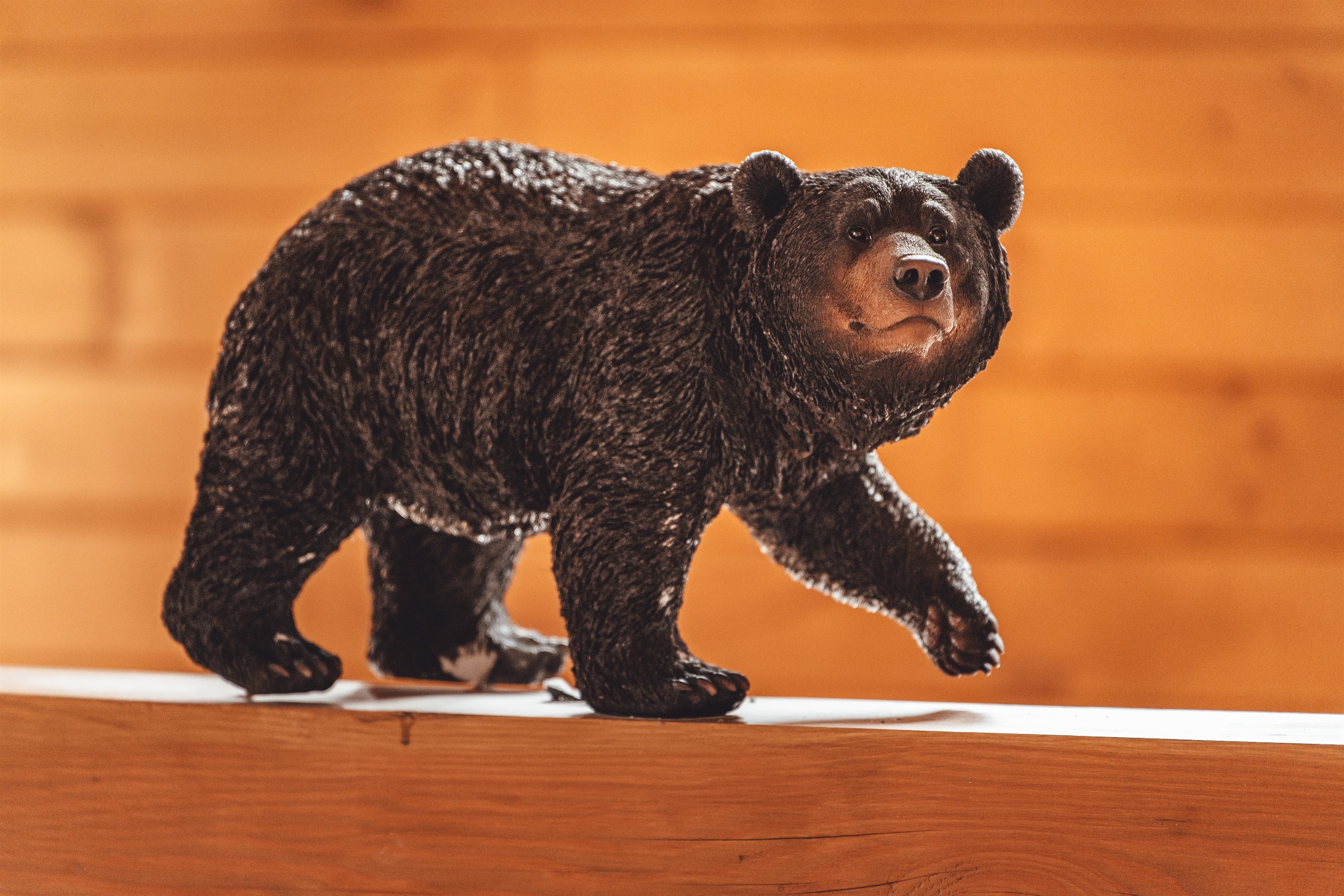 Meet Buckeye the Bear!