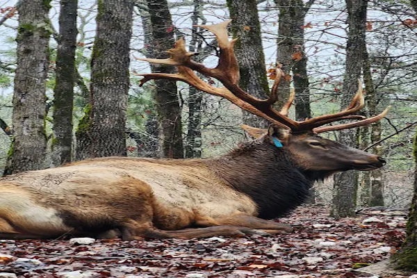 Beavers Bend Safari Park – Drive-through wildlife park (15 min drive)