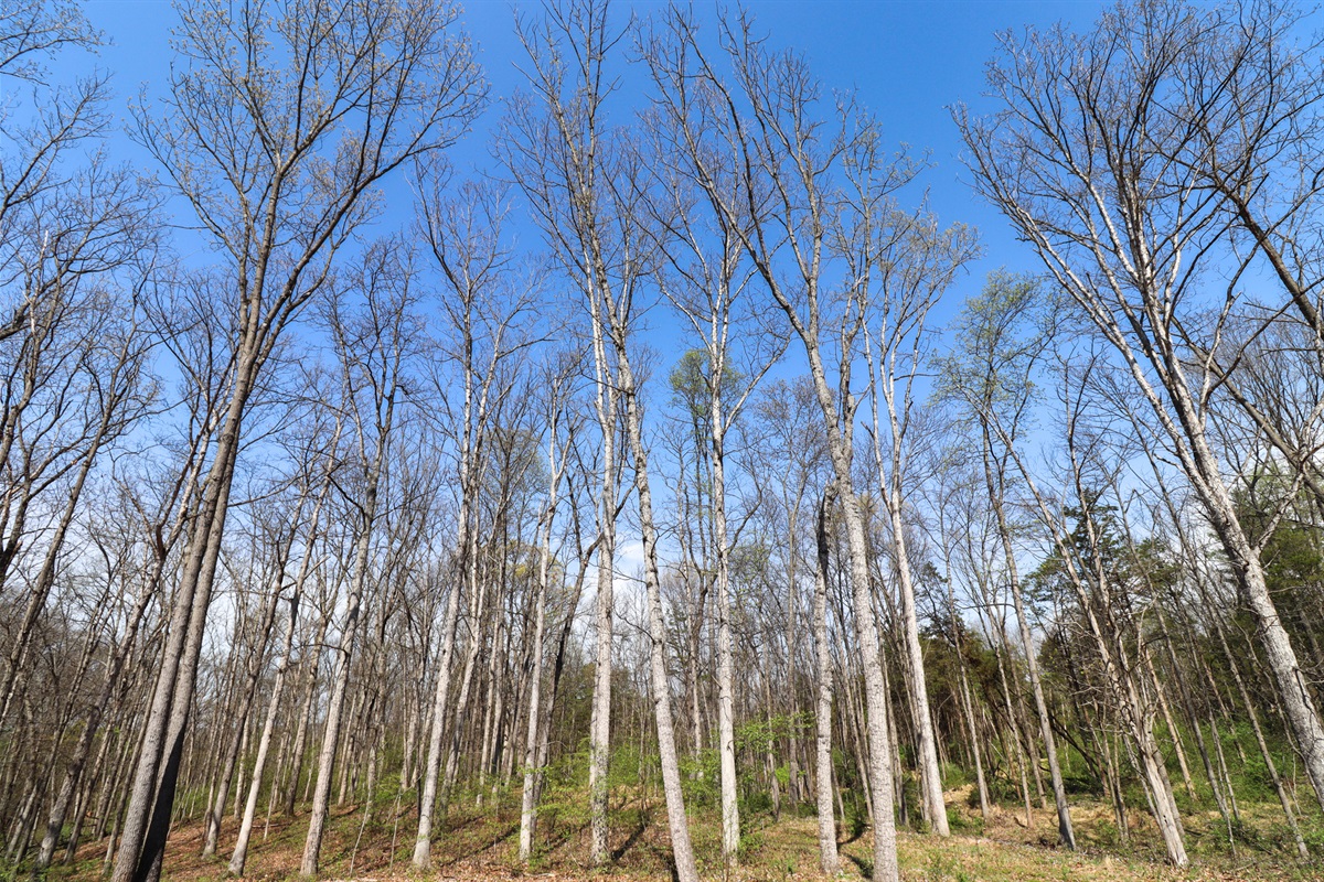 Wake up to the calm of the woods