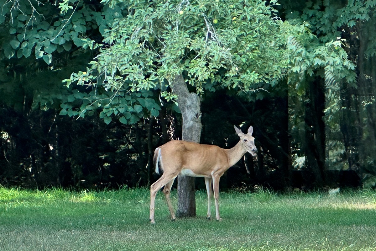 See the wildlife in our backyard.
